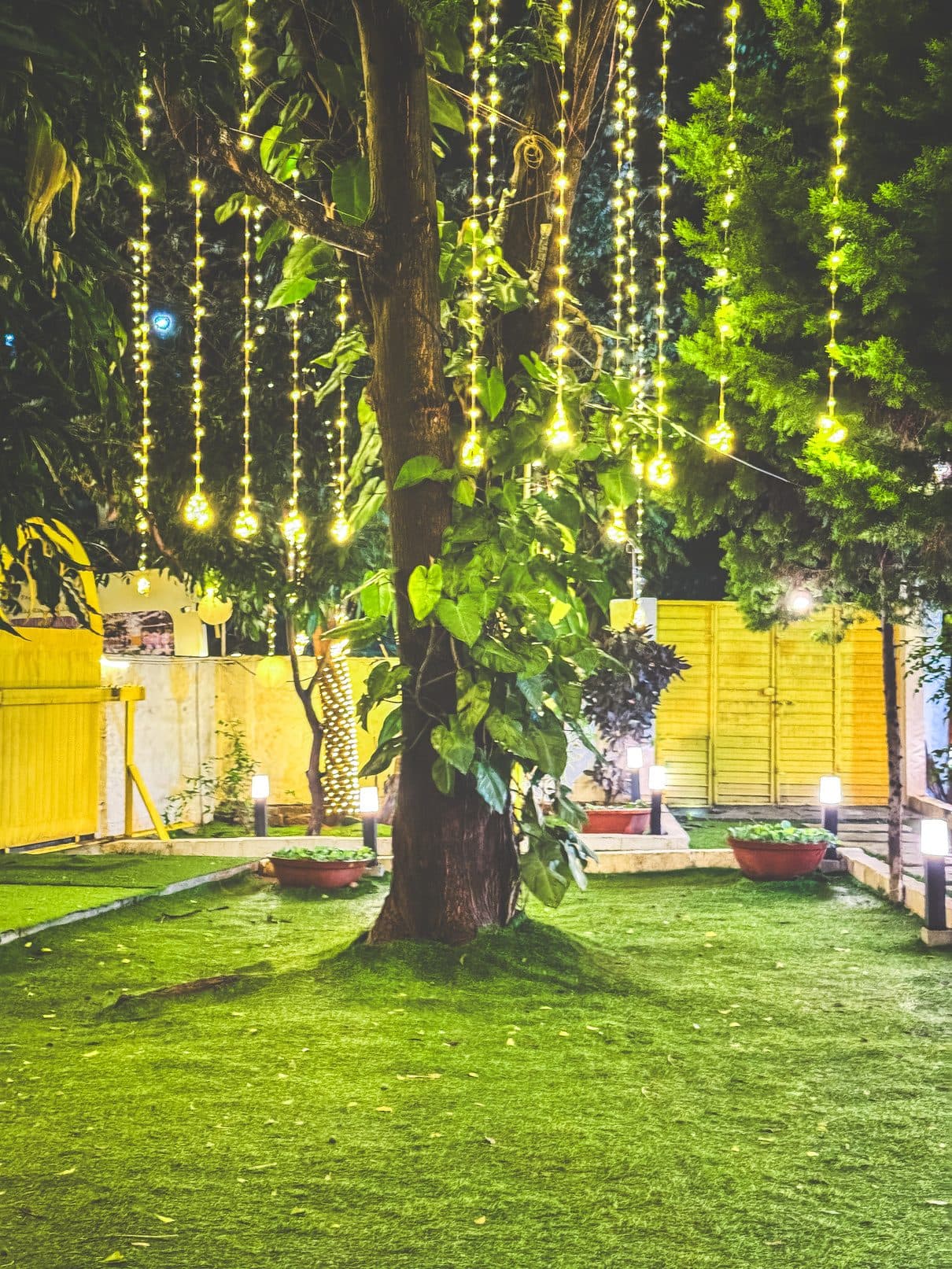 Fairy lights strung across trees at night